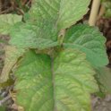 Pogostemon patchouli feuille